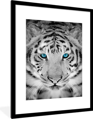 Produktbild von MuchoWow® Gerahmtes Poster Tiger - Winter - Tiere 60x80 cm - Poster mit Schwarzem Bilderrahmen Wandposter Rahmen Foto Bilder - Wohnzimmer - Dekorationen - Prämie