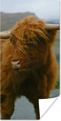 Produktbild von MuchoWow® Poster Schottischer Highlander - Berg - Straße 40x80 cm - Dekoration