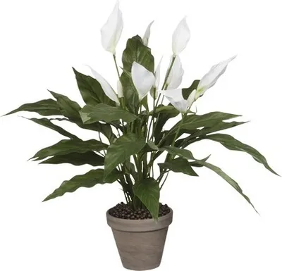 Image de Spathiphyllum - Vert, Blanc