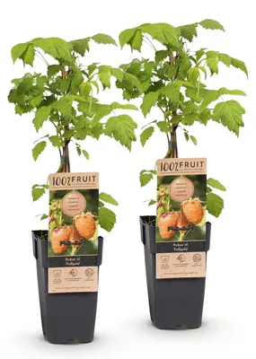 Produktbild von Green boutiQ - Obstpflanze - Rubus idaeus Fallgold - Himbeerpflanze - Winterhart - Gelbe Himbeere - 2 Pflanzen - Topf 15cm - Höhe 50cm