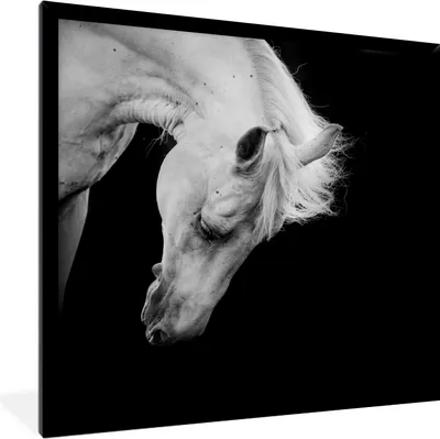 Produktbild von MuchoWow® MuchoWow® Gerahmtes Poster Pferd - Weiß - Schwarz 40x40 cm - Poster mit zchwarzem Bilderrahmen - Mit Rahmen - Wanddekoration Schlafzimmer