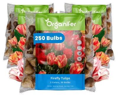 Obrázok produktu pre Tulipánové Cibule - 250 Kvetinových Cibúľ - Svetluška - Spryng Tide & Break Farebný Mix - Organifer