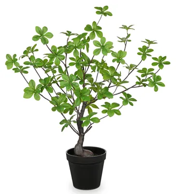 Obrázok produktu pre Kunstplant 53,3 cm - Umelá rastlina Enkianthus - Umelá rastlina v kvetináči - Dekoratívna vnútorná rastlina - Realistický vzhľad