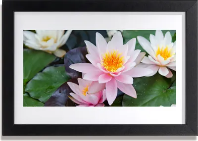 Produktbild von Bild 30x20 MDF-Rahmen Wandkunst Blumen Pflanzen Natur