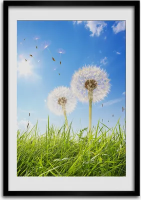 Produktbild von Bild - Bilderrahmen - 50 cm x 70 cm - MDF - Rahmen - Wandkunst Löwenzahn auf der Wiese