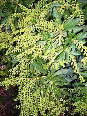 Produktbild von Pieris japonica Sarabande - Japanische Lavendelheide - Schattenglöckchen - 30-40
