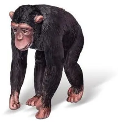 Immagine prodotto di Scimpanzé di Tiptoi Africa