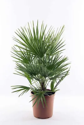 Productafbeelding van Winterharde Dwergpalm 90-100 cm voor Buiten en Binnen