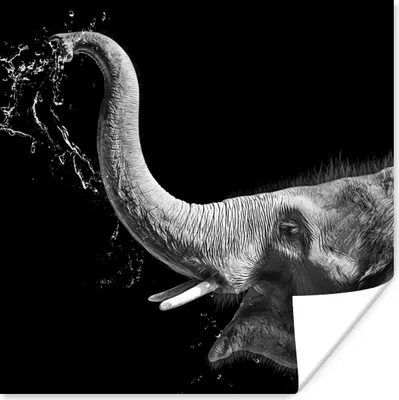 Produktbild von MuchoWow® Poster Porträt - Elefant - Tiere - Schwarz und weiß 50x50 cm - Wohnzimmerdekoration