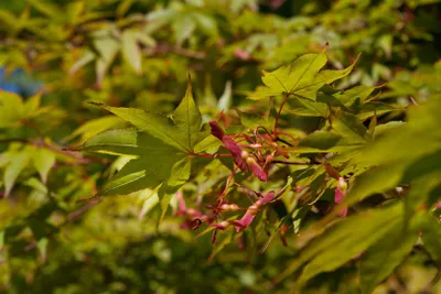 Produktbild von Acer palmatum 'Osakazuki', Japanischer Ahorn, leuchtend rot, 40–60 cm