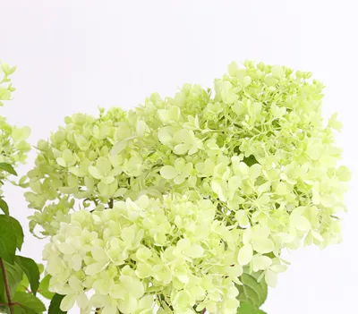 photinia fraseri kaufen Glanzmispelhecke | kaufen main image 1
