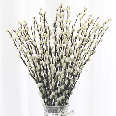 Konservierte Weidenkätzchen, 40 Stiele, 40 cm, weiß, getrocknet