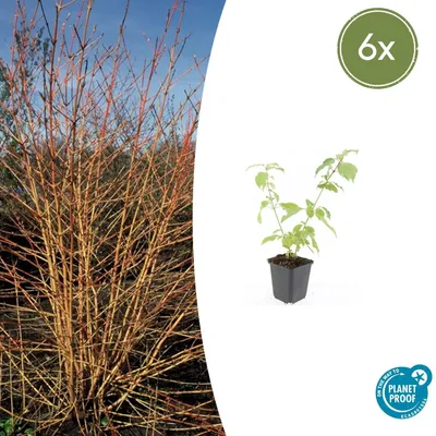 Immagine prodotto di Corniolo rosso - Cornus sanguinea 'Anny's Winter Orange' - Pianta da siepe - Vaso da 9 cm - Set da 6 piante