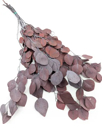 Produktbild von Stabilisiertes Eukalyptus - Populus - Rot