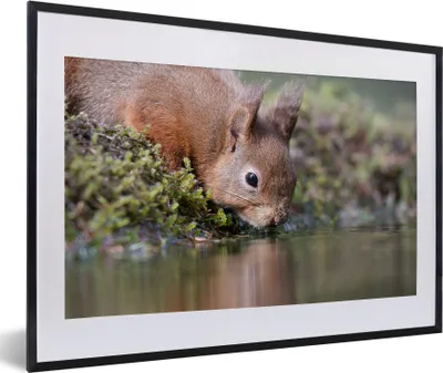 Produktbild von MuchoWow® MuchoWow® Gerahmtes Poster Eichhörnchen - Tier - Wasser 60x40 cm - Poster mit zchwarzem Bilderrahmen - Schlafzimmer - Plakat in Rahmen - Drucken