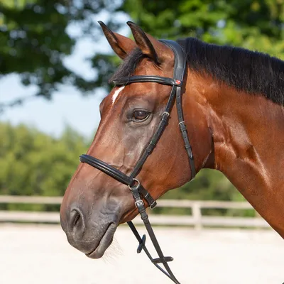 Produktbild von Kieffer Zaum gebisslos Ultrasoft Kendra in zwei Farben, Farbe:schwarz / schwarz unterlegt, Größe:Warmblut
