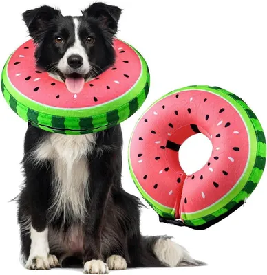 Image de Collier gonflable chien & chat protection contre les fuites convalescence blessures