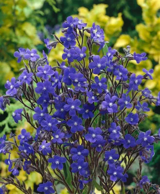 Produktbild von Anchusa azurea 'Loddon Royalist', Ochsenzunge, blau, ca. 11x11 cm Topf