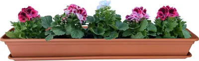 Image de Jardinière Balcon Jardinière Terracotta avec système d'arrosage et soucoupe balcon 100cm