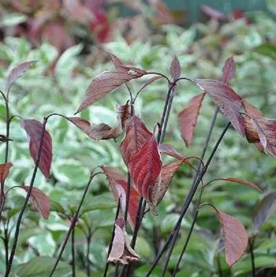 Produktbild von 2 x  Weißer Hartriegel  - Cornus alba 'Kesselringii'  | 60-80 cm in Container