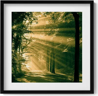 Produktbild von Sonnenschein in einem Wald– Wandbild mit Rahmen – Gerahmtes Bild  – Wanddekoration – 50x50 cm –  Schwarz Rahmen