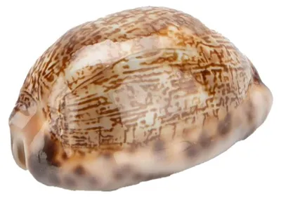 Produktbild von Cypraea Arabica ca. 3,5 cm Arabische Kauri Mauritia arabica Kaurischnecke Deko
