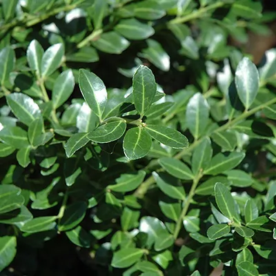 Produktbild von 2 x  Stechpalme  - Ilex crenata 'Green Lustre'  | 25-30 cm in Container