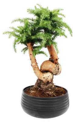 Obrázek produktu pro Pokojový bonsaj Araucaria cunninghamii, jedle pokojová, araukárie novoguinejská, výška cca 65 cm, černý keramický květináč o průměru 26 cm