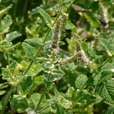 Immagine prodotto di 6 x Menta variegata  - Mentha rotundifolia 'Variegata'  | Vaso 9 cm x 9 cm