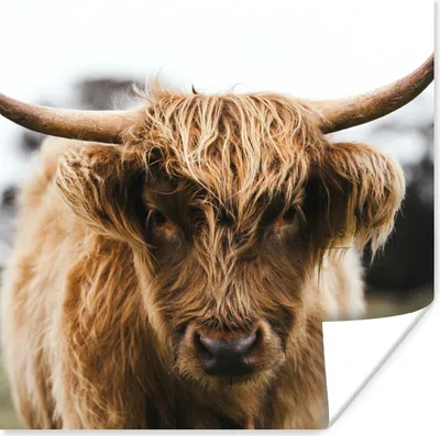 Produktbild von MuchoWow® Poster Schottischer Highlander - Kuh - Gras - Tiere - Natur 50x50 cm - Wohnzimmerdekoration