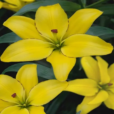 Image de Lys asiatique Yellow Cocotte 1 pièce Lys Bulbes de lys Parfumés