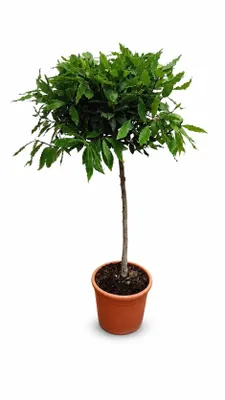 Produktbild von Laurus Nobilis Lorbeer Stämmchen 100–120 cm Echter Lorbeerbaum Kübelpflanze Mediterrane Gewürzpflanze winterhart