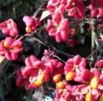 Produktbild von Pfaffenhütchen - Spindelstrauch - Spindelbaum - Euonymus europaeus - 60-100cm