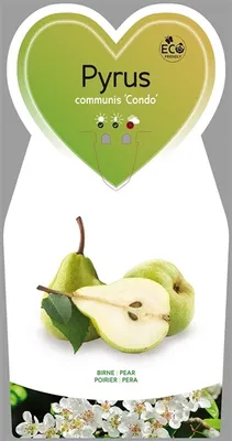Obrázek produktu pro Birnbaum 'Condo' asi 120 cm - Pyrus communis 'Condo' - Herbstbirne
