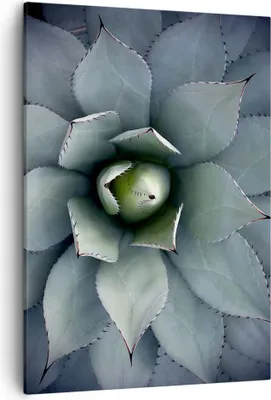 Produktbild von Bild auf Leinwand - Leinwandbild - Einteilig - Blau Blätter Agave - 50x70cm - Wand Bild - Wanddeko - Wandbilder - Leinwanddruck - Wanddekoration - Leinwand bilder - Wandbild - PA50x70-5133