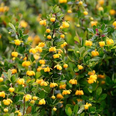 Immagine prodotto di 2 x Bittercress - Berberis buxifolia 'Nana' | 20-25 cm in contenitore