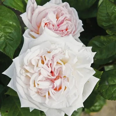 Produktbild von Rosa  - Kordes Parfuma® Rose - Rosa 'Madame Anisette'®