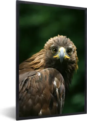 Produktbild von MuchoWow® MuchoWow® Gerahmtes Poster Adler - Braun - Raubvogel 60x90 cm - Poster mit zchwarzem Bilderrahmen - Kunst
