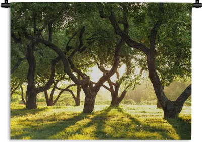 Produktbild von MuchoWow® Wandteppich Wandbehang Bäume - Natur - Sonne 120x90 cm Tapisserie Dekoration Wandtuch - Wohnen - Aufhänger für die Wand