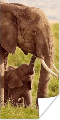 Produktbild von MuchoWow® Poster Elefant - Gras - Jung - Rüssel 80x160 cm - Kinderzimmer