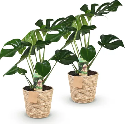 Zdjęcie produktu dla Zestaw 2 sztuk Monstera Deliciosa, rośliny doniczkowe o wysokości 50–55 cm, w koszyku o średnicy 17 cm, liście przypominające okna