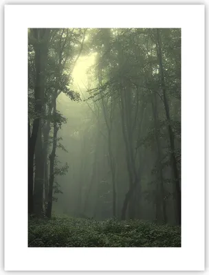 Produktbild von Poster - Poster ohne Rahmen - Wald Nebel Baum - 30x40 cm - Wand Bild - Wanddeko - Wandbilder - Kunstposter - Wandposter - Bilder - Kunstdruck - Wanddekoration - Wandbild - P2XPA30x40-3543