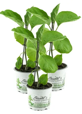 Produktbild von Enseleits 3er Set Aubergine  Pflanze (Solanum melongena)