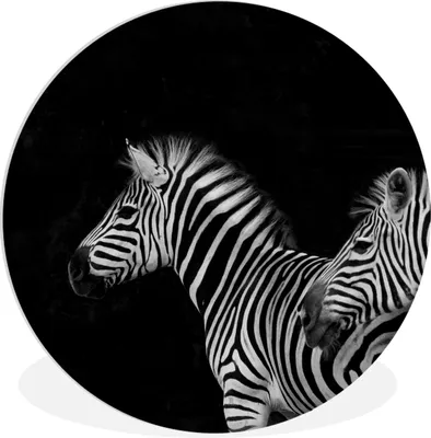 Produktbild von MuchoWow® Rundes Wandbild - Runde Bilder Zebra - Weiß - Tiere - Schwarz Ø 90 cm Kreis Wanddekoration Kunststoff - Wandkreis - Wandschmuck - Wand-Kreis - Wohnzimmer - Bild - Runde - Wanddeko - Dibond - Kunstdrucke