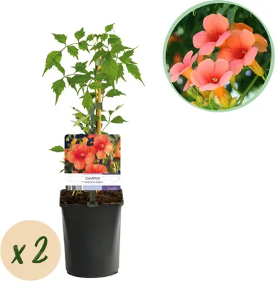 Produktbild von GreenboutiQ - Trompetblume - Campsis radicans Madame Galen - Blüte Orange - Wenig Pflege - 2 Pflanzen - Topf 11cm Höhe 40cm