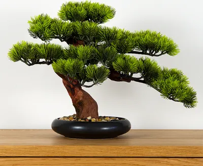 Obrázek produktu pro Pokojová dekorativní bonsai - Borovice (PN-7)