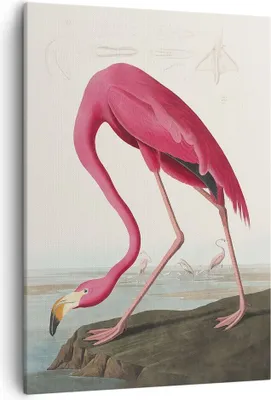 Produktbild von Bild auf Leinwand - Leinwandbild - Einteilig - Flamingo Vogel Exotik - 50x70cm - Wand Bild - Wanddeko - Wandbilder - Leinwanddruck - Wanddekoration - Leinwand bilder - Wandbild - PA50x70-5137