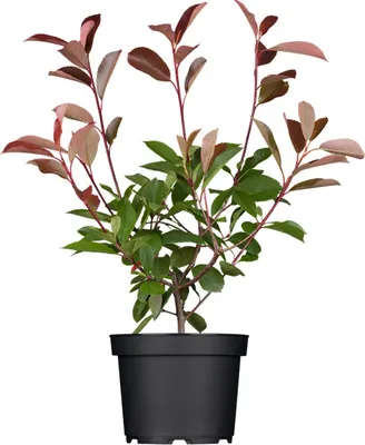 Produktbild von Photinia fraseri 'Red Robin', Glanzmispel, rot, 40–60 cm