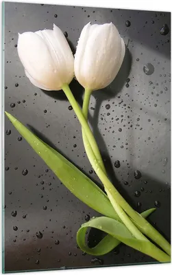 Produktbild von Bilder auf glas - Einteilig - Tulpen Blume Pflanzung Pflanze - 50x70cm - Glasbilder - Wandbilder - Bilder - Wanddekoration aus Glas - Glas Bilder - Wandbild auf Glas - GPA50x70-2301
