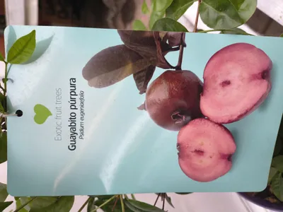 Produktbild von Waldguave Psidium eugeniaefolia 80-120 cm exotische Guave Frucht Obstbaum Fruchtbaum essbar lecker Pflanze